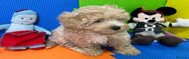Maltipoo Puppy 1