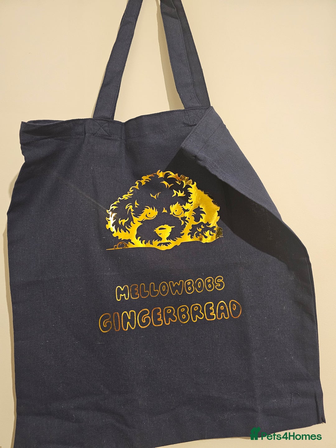 Toy Poodle dogs for sale: Toy Poodle- Red -DNA tested- KC registered - Advert 5