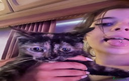 British Shorthair cats for sale: KITTENS FOR REHOMING - Image 6
