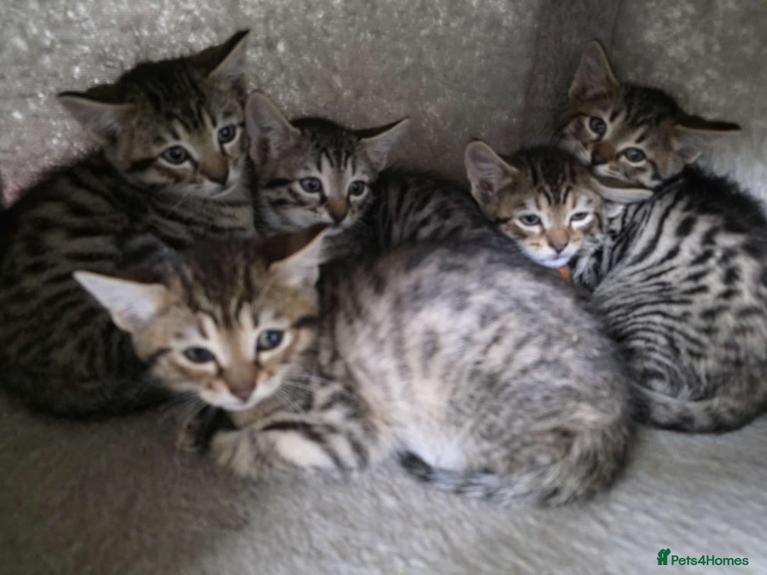 Mixed Breed cats for sale: Stunning Siamese x Bengal Kittens Ready Now - Advert 6