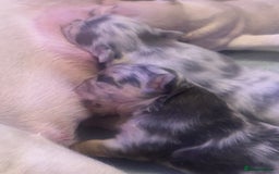 French Bulldog dogs for sale: fluffy french bulldogs - Advert 10