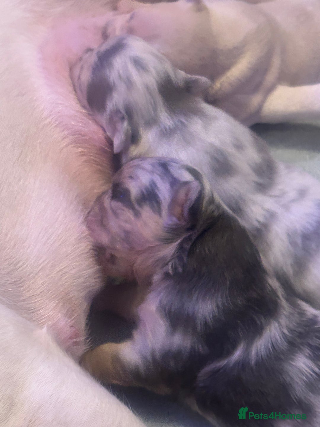 French Bulldog dogs for sale: fluffy french bulldogs - Advert 10