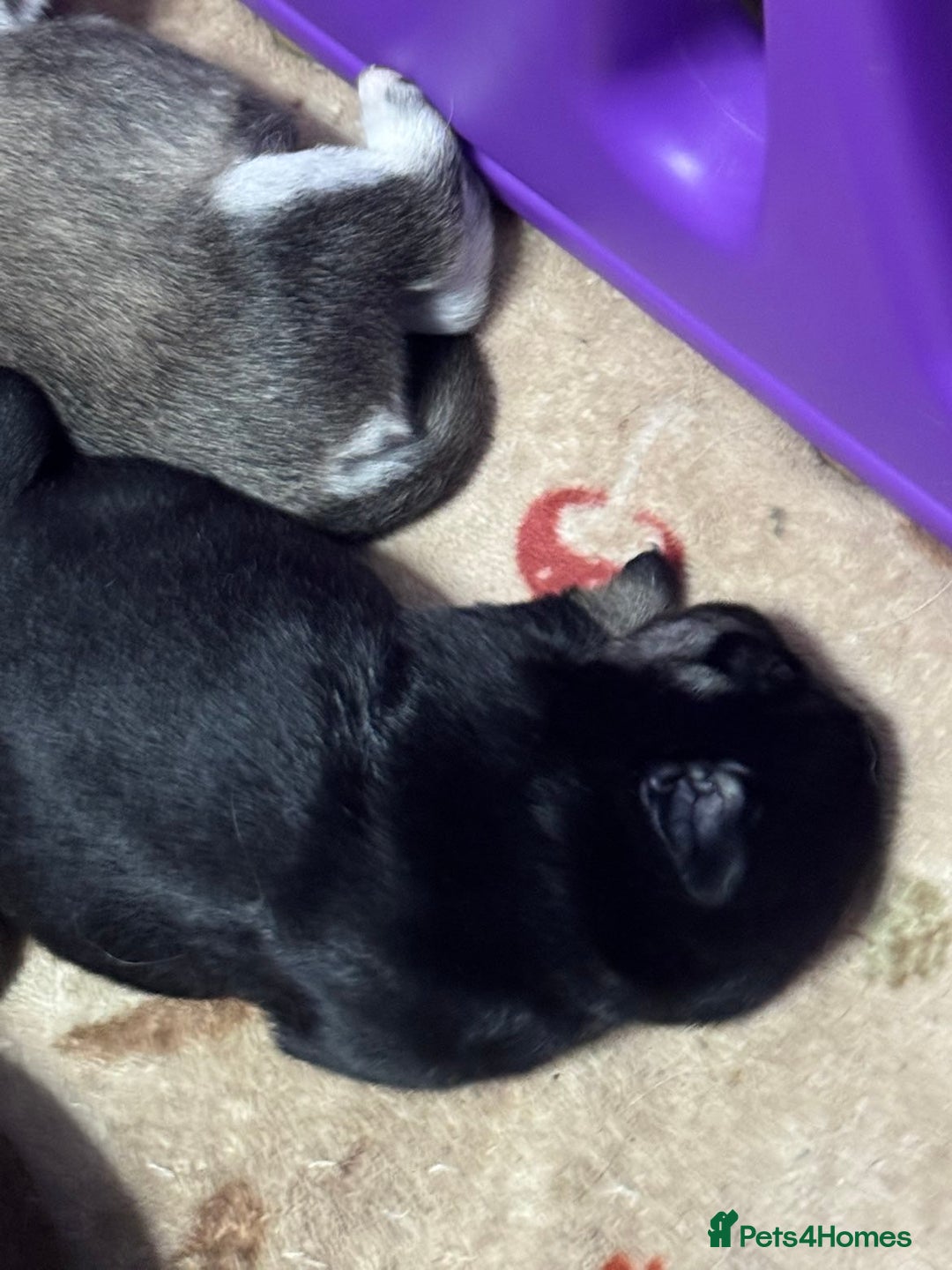 Pug dogs for sale: Pug 1 boy kc  - Advert 9