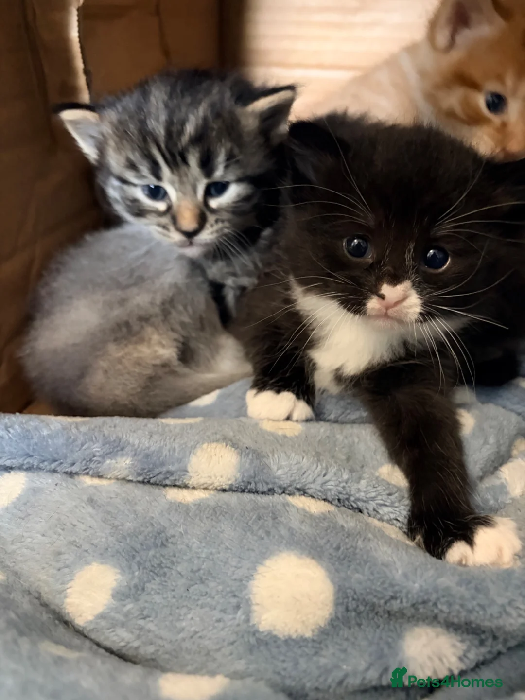Maine Coon cats for sale: Maine coon cross tabby only 2 left  - Advert 1