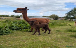 Alpaca livestock for sale: Dark brown female cria ready to reserve - Image 7