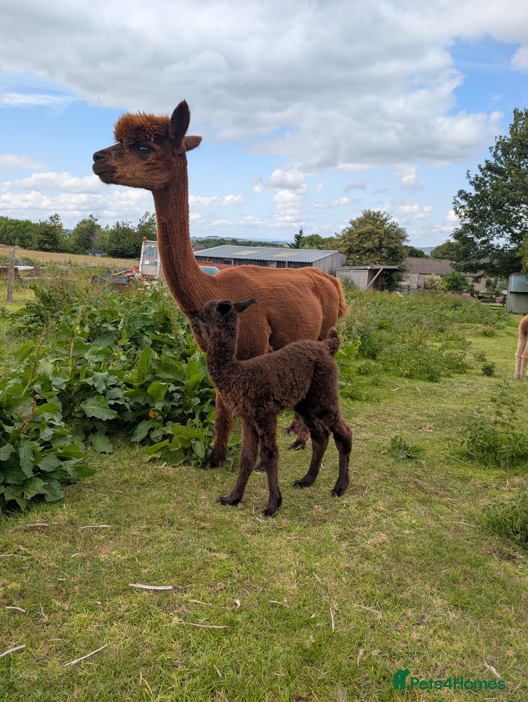 Alpaca livestock for sale: Dark brown female cria ready to reserve - Image 7