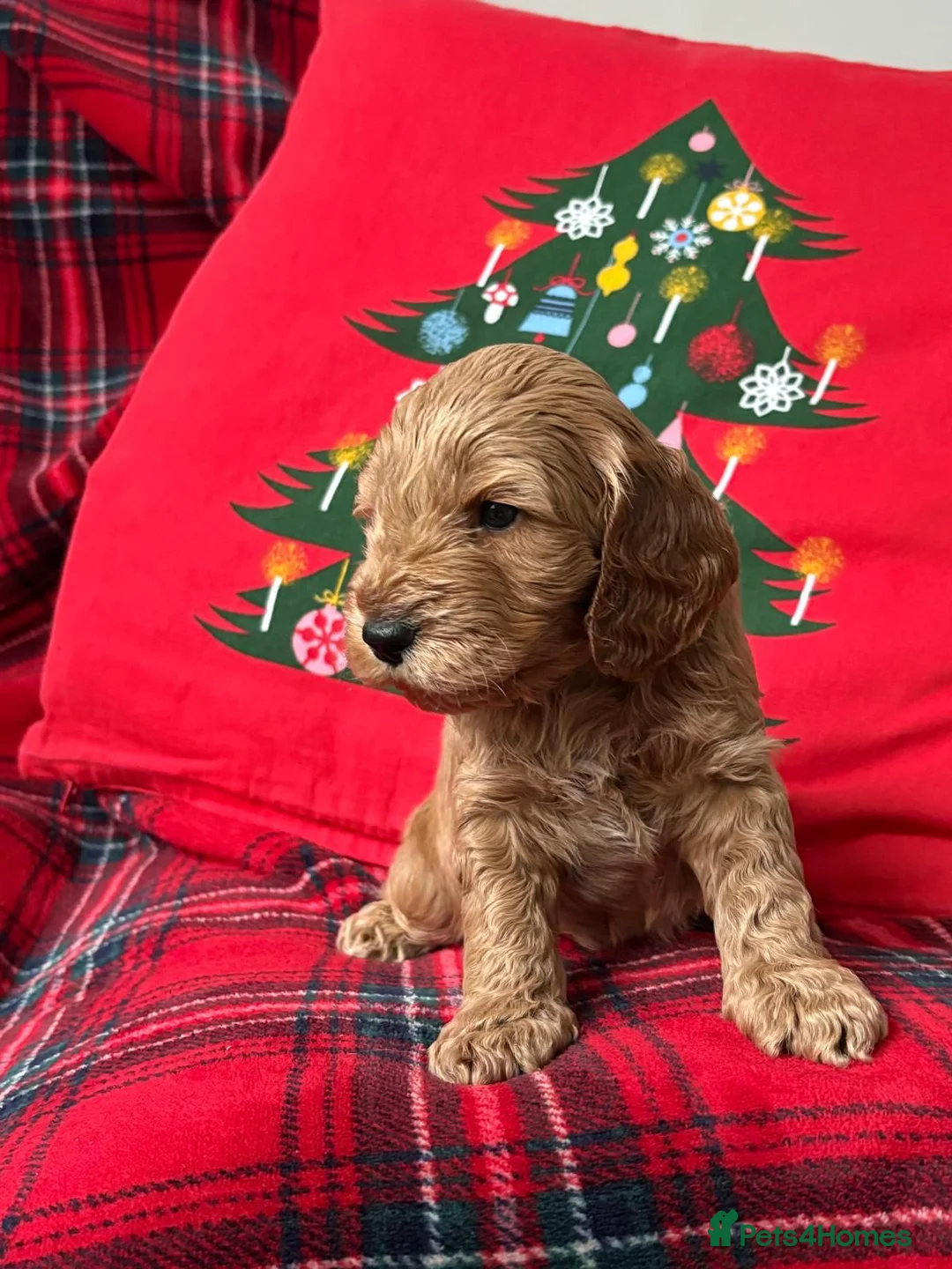 Miniature Poodle dogs for stud: PROVEN Miniature Poodle Stud - Champion Lines KC in Orpington - Advert 20