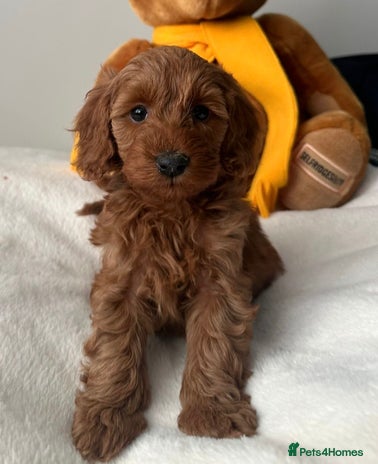 Cockapoo dogs - Advert 1