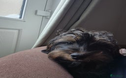 Mixed Breed dogs for sale: Shih Zhu, Dachshund puppies - Image 4