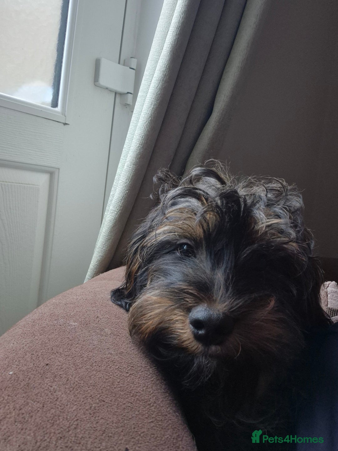 Mixed Breed dogs for sale: Shih Zhu, Dachshund puppies - Image 4