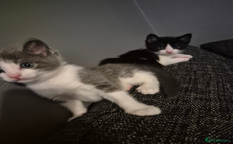 Mixed Breed cats - Advert 5