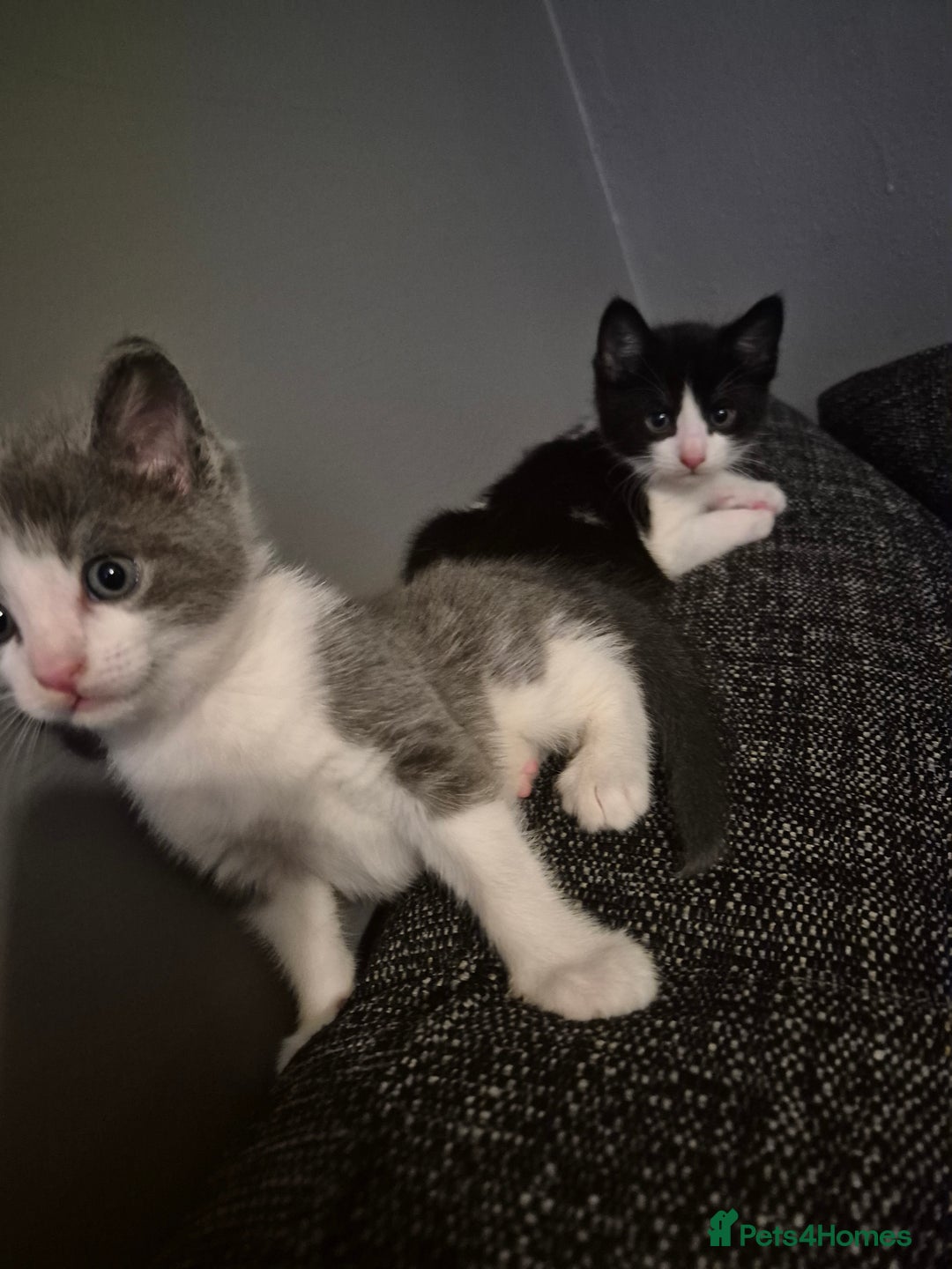 Mixed Breed cats for sale: 2 gorgeous mixed colour boys - Image 1