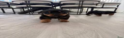 Rottweiler dogs for sale: Stunning KC Reg Old Type Rottweiler Puppies  - Advert 8