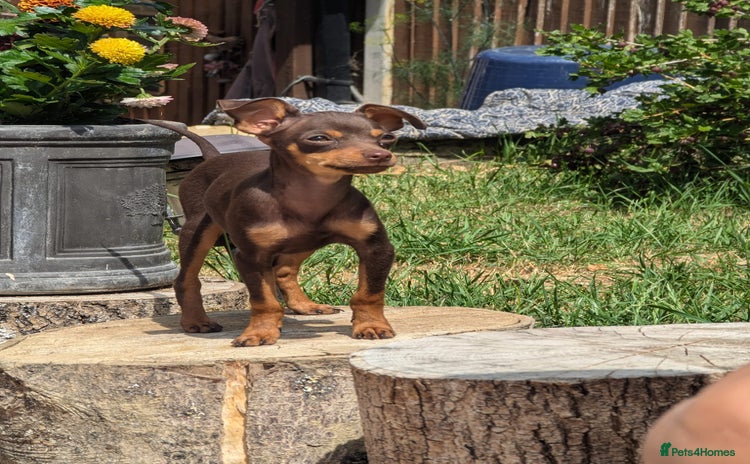 Mixed Breed dogs - Advert 11