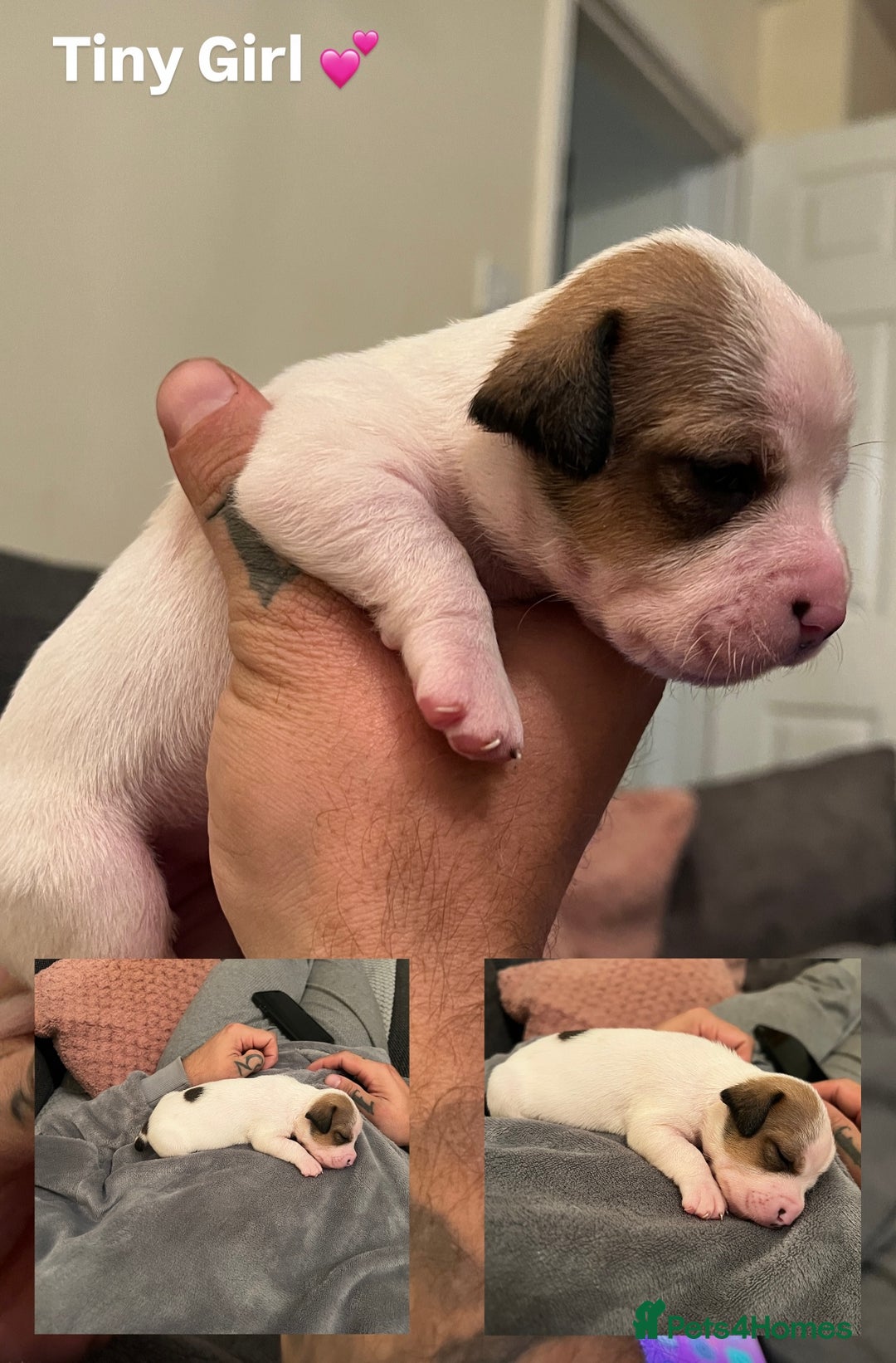 Mixed Breed dogs for sale:  Last 2 girls READY NOW! Rare English Bulldach - Advert 10