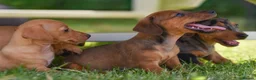 Jackshund dogs for sale: Beautiful family dogs in Bridgwater - Advert 10