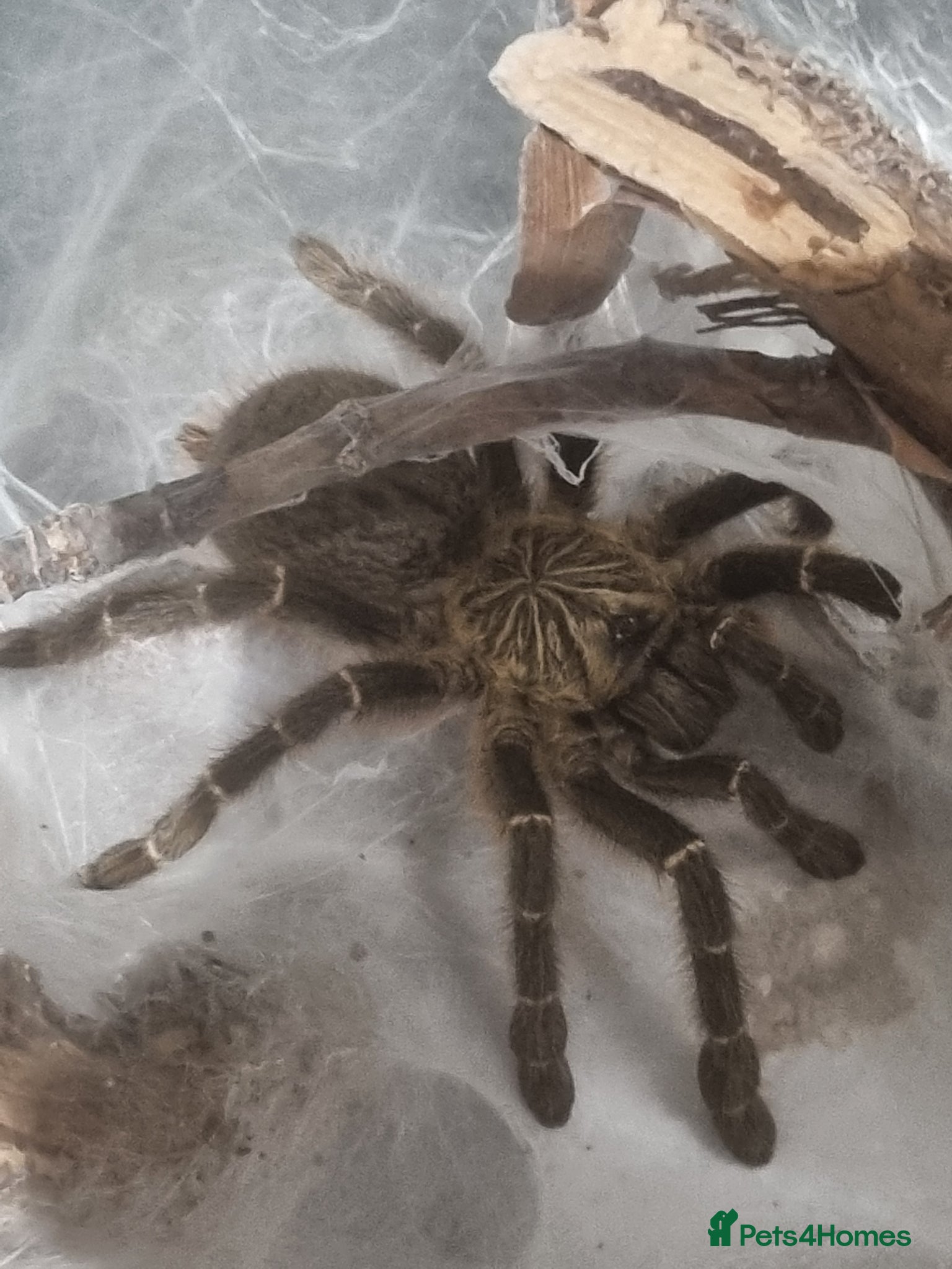 Tarantulas invertebrates Sub Adult Female OBT Zimbabwe - Advert 1