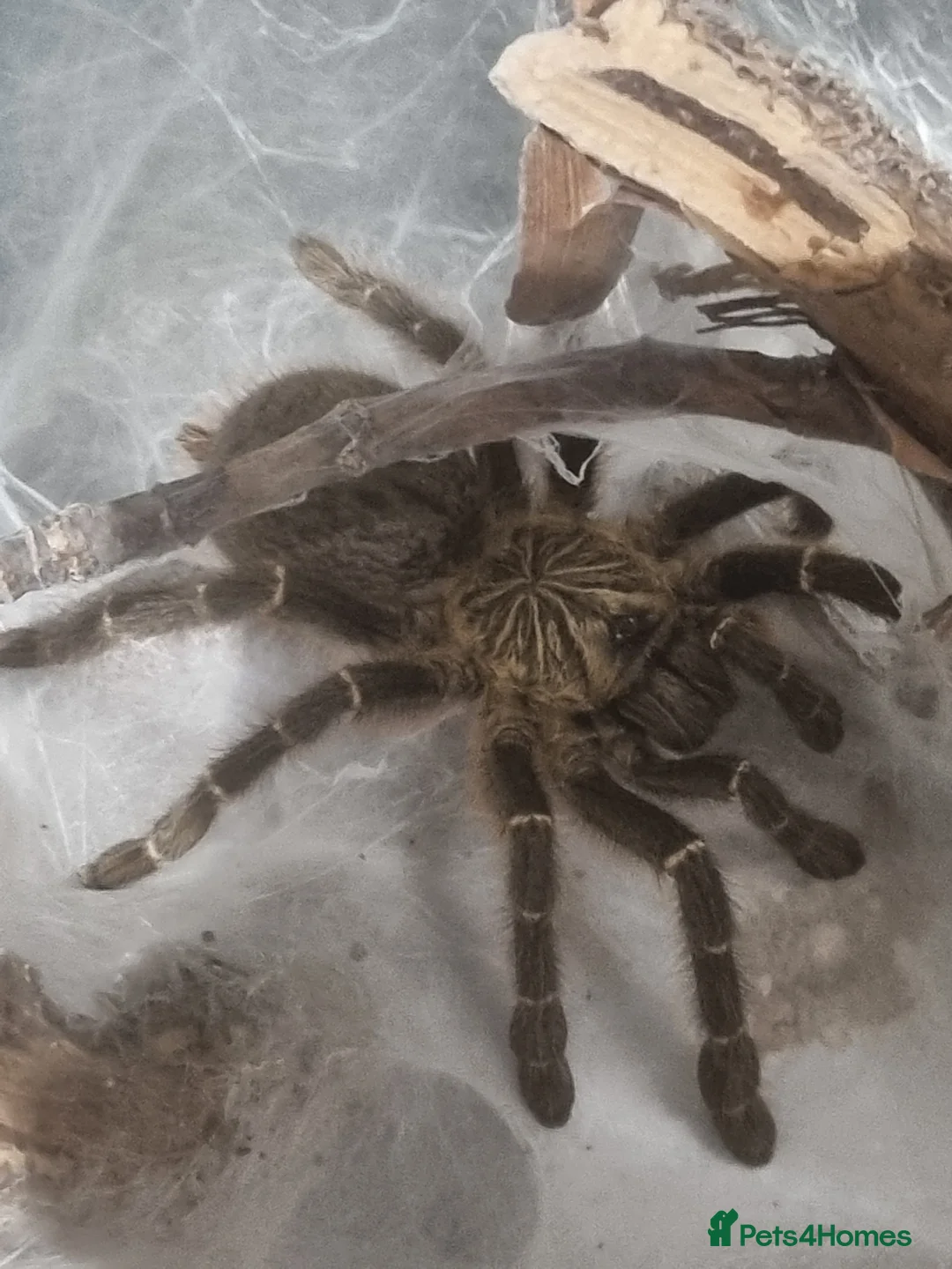 Tarantulas invertebrates for sale: Sub Adult Female OBT Zimbabwe - Advert 1