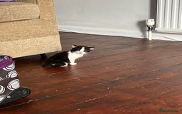 Mixed Breed cats for sale: 5 gorgeous kittens - Image 25