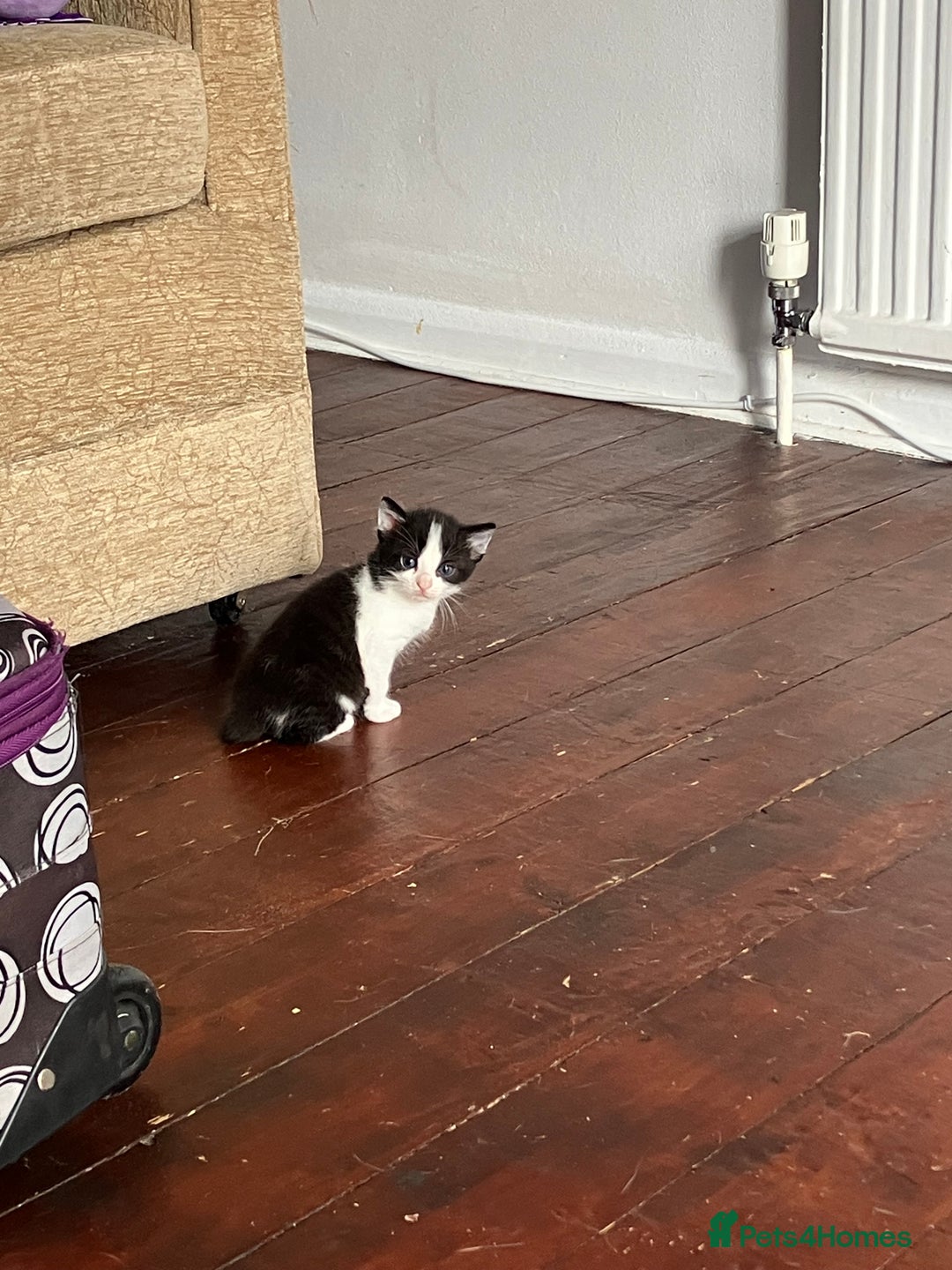 Mixed Breed cats for sale: 5 gorgeous kittens - Image 25