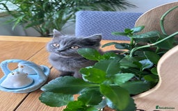 British Shorthair cats for sale: beautiful BSH girl (one girl left)  - Image 22