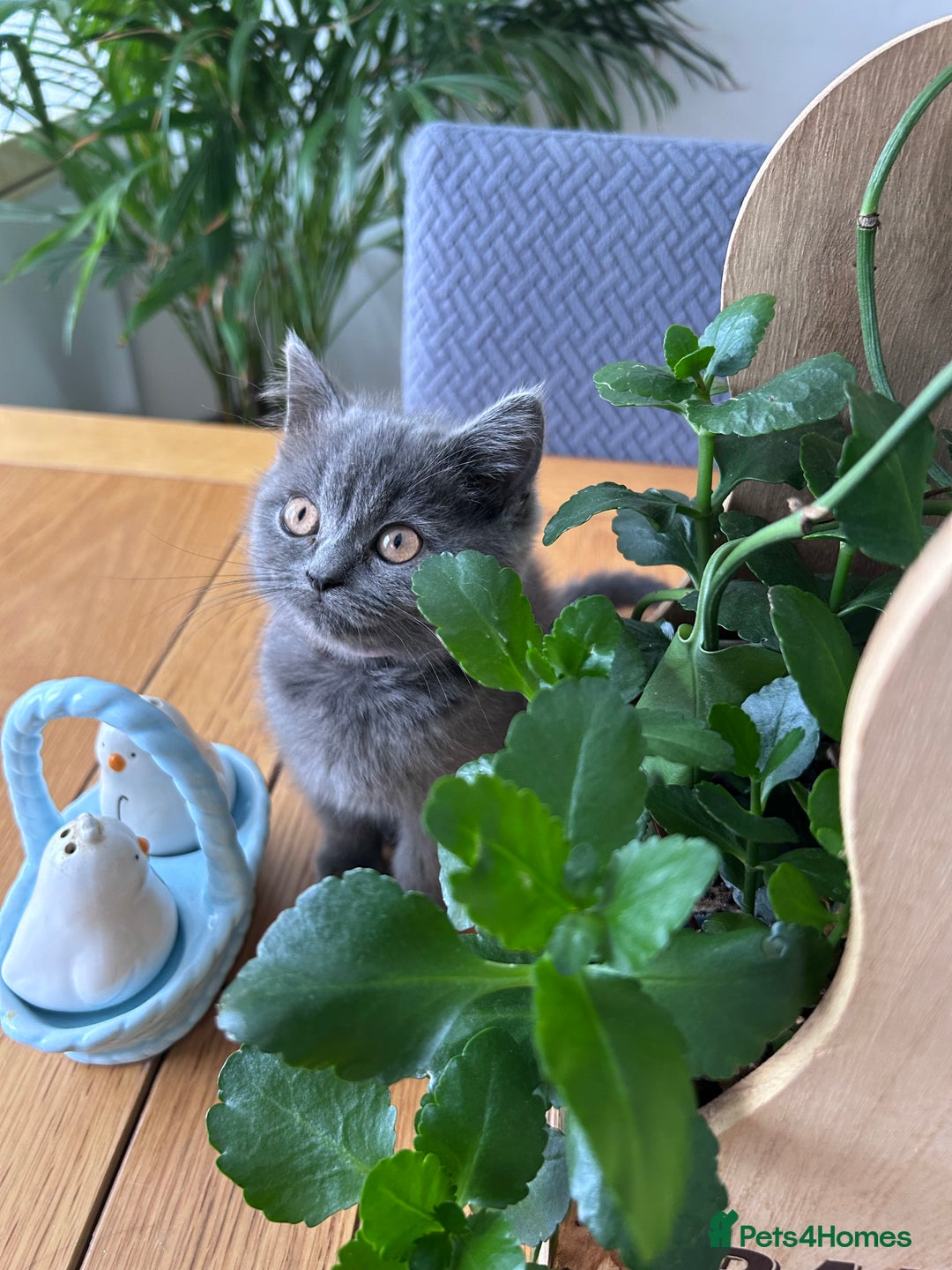 British Shorthair cats for sale: beautiful BSH girl (one girl left)  - Image 22