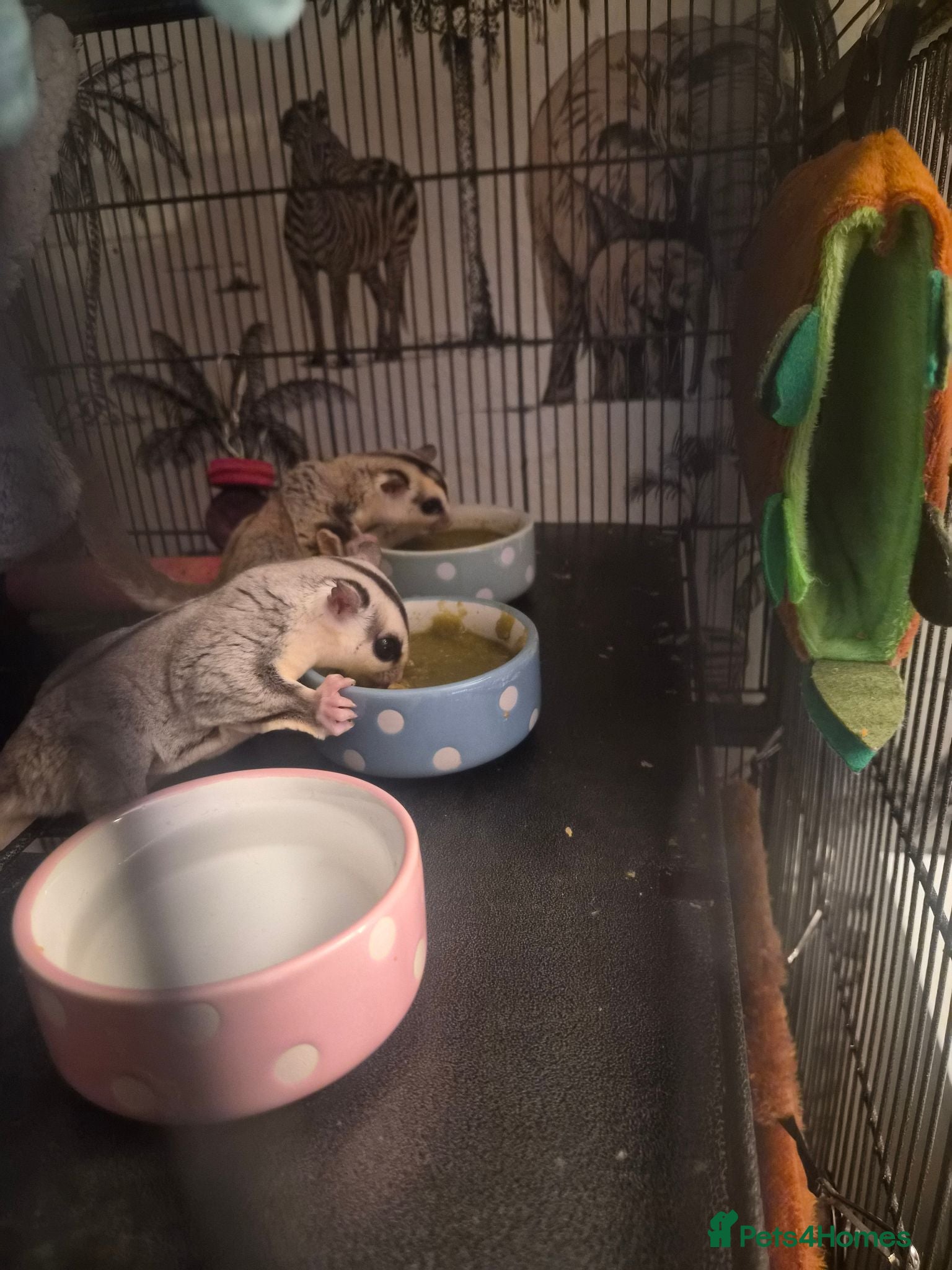 Sugar Glider rodents 2 male sugar gliders  - Advert 5