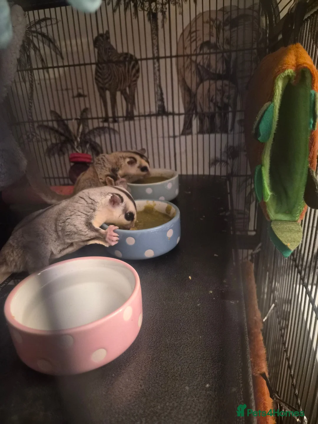 Sugar Glider rodents for sale: 2 male sugar gliders  in Milton Keynes - Advert 1