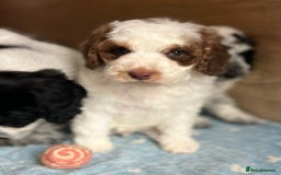 Cockapoo dogs for sale: Colourful Cockapoos 🌈 Raised Right ✨ - Image 6