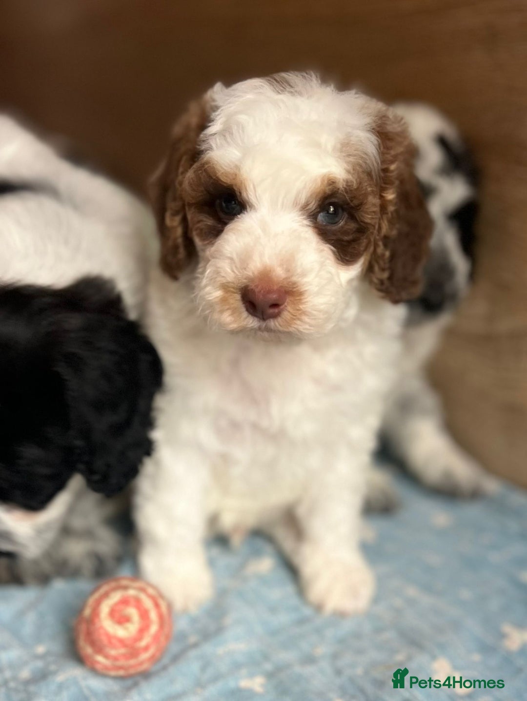 Cockapoo dogs for sale: Colourful Cockapoos 🌈 Raised Right ✨ - Image 6