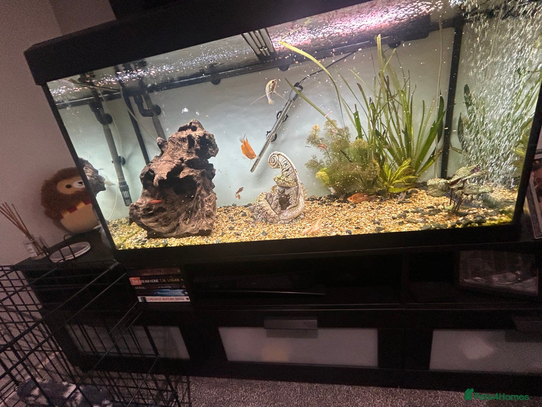 Other/Mixed Breed fish for sale: Fish tank and fish for sale - Advert 1