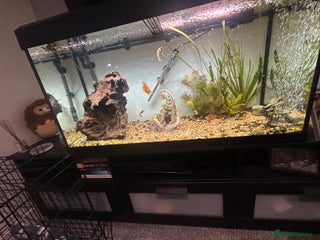 Other/Mixed Breed fish Fish tank and fish for sale - Advert 1