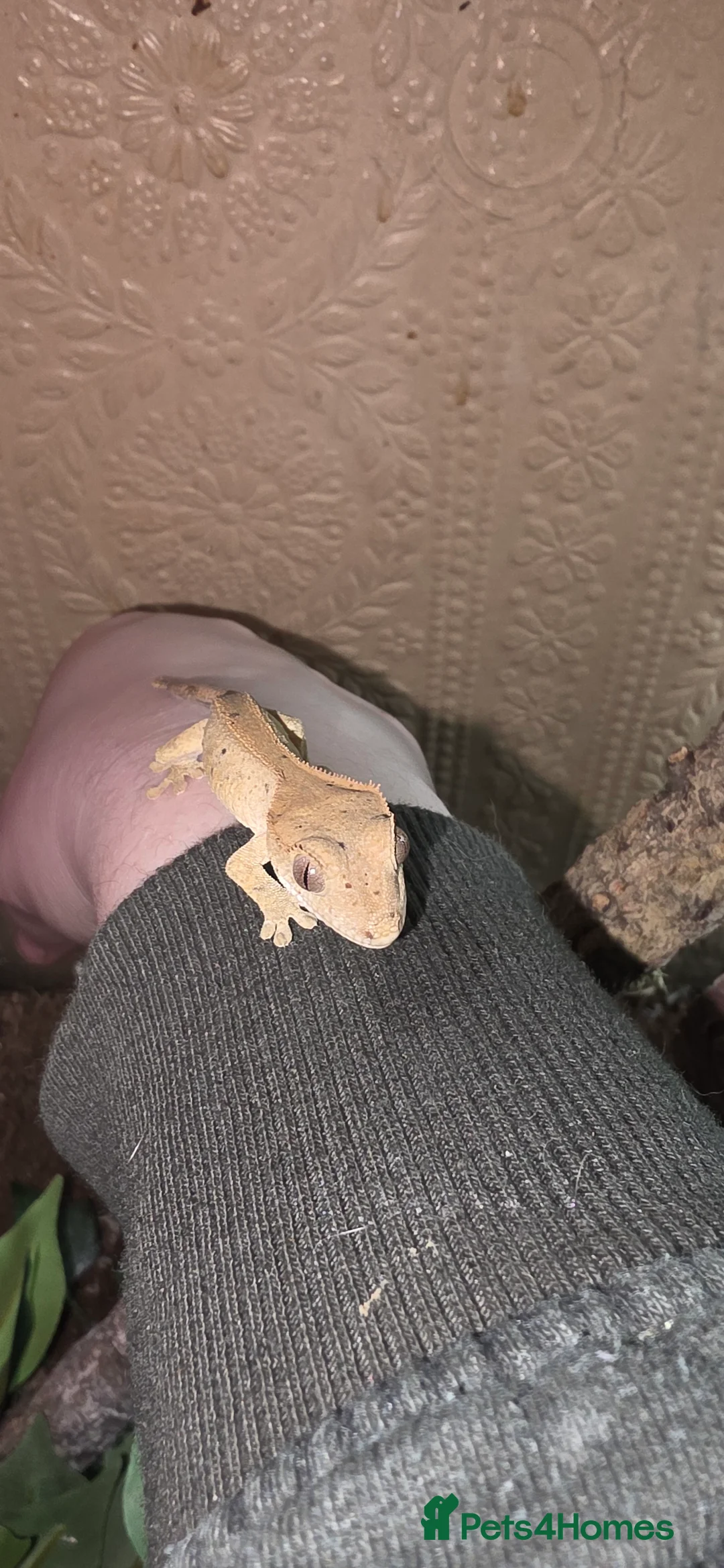 Gecko reptiles for sale: 2 baby crested geckos  - Advert 3