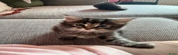 Mixed Breed cats for sale: Ragdoll x Maine Coon Kittens Girls - Advert 3