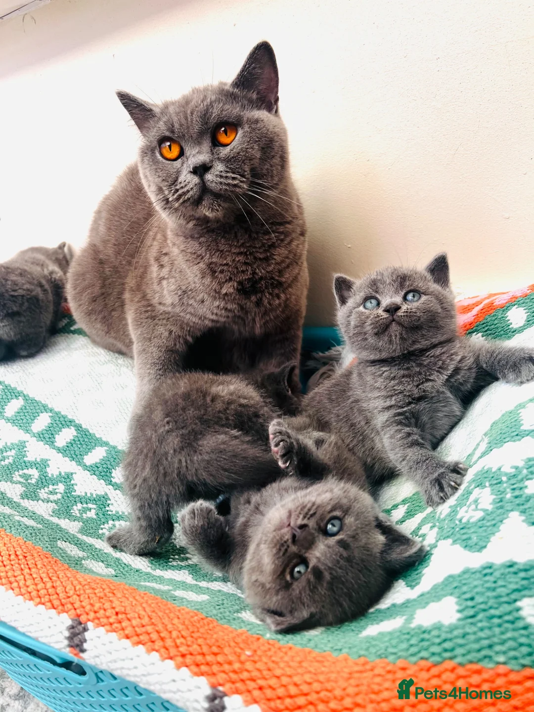 British Shorthair cats for sale: Outstanding British Shorthair kittens  - Advert 22