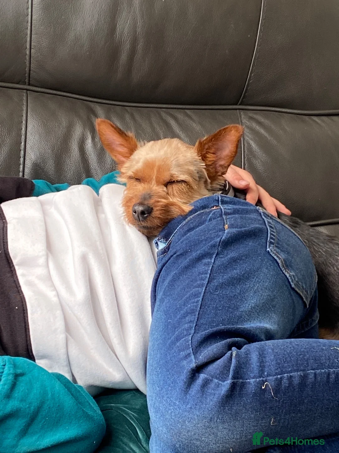 Yorkshire Terrier dogs for sale: Female Yorkshire terrier  - Advert 10