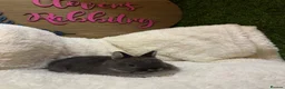 Netherland Dwarf rabbits for sale: PedigreeNetherland dwarfs and Mini Lops available - Advert 12