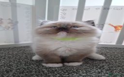 Ragdoll cats for sale: GCCF beautiful seal white bi-colour/point mitted - Image 30