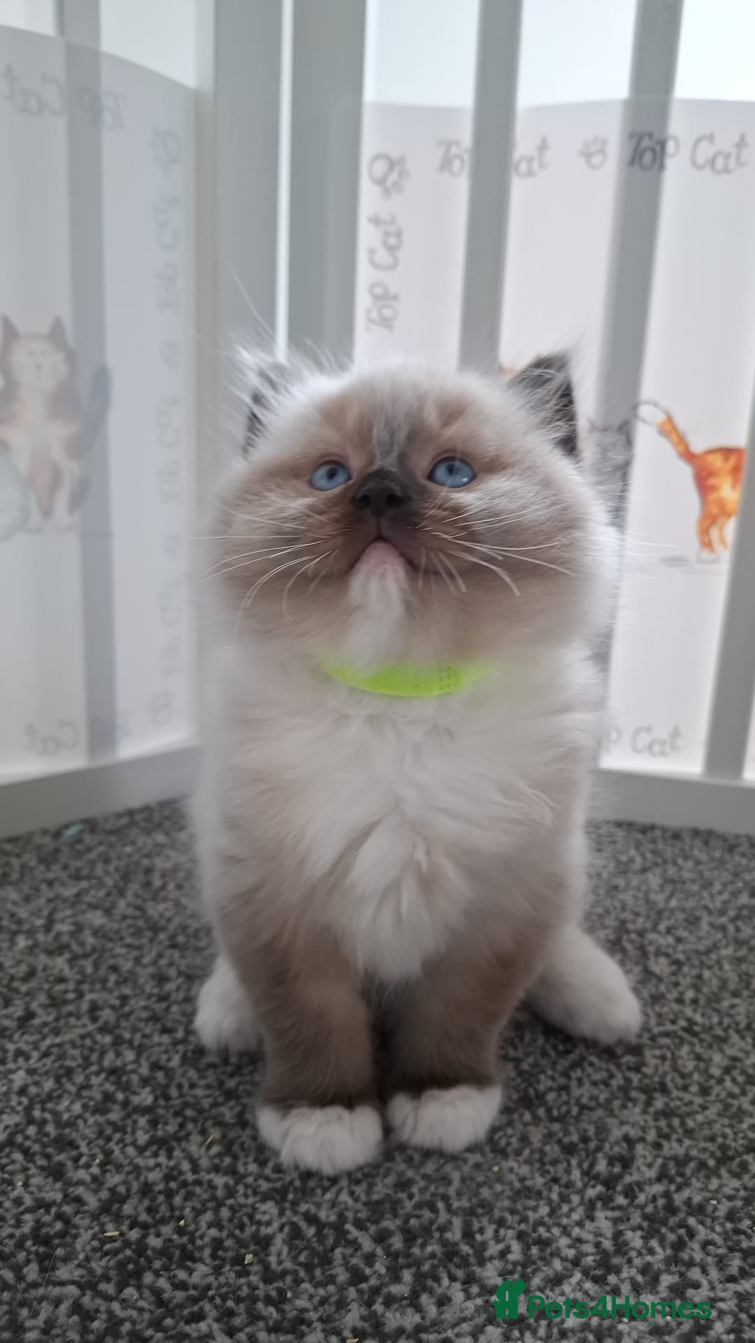 Ragdoll cats for sale: GCCF beautiful seal white bi-colour/point mitted - Image 30
