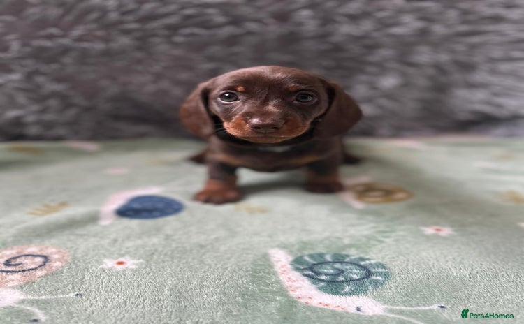 Dachshund dogs - Advert 2