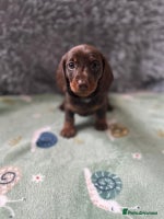 Dachshund dogs - Advert 13