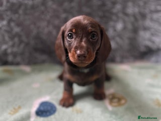 Dachshund dogs - Advert 1