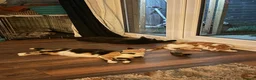 Mixed Breed cats for sale: Biscoff - Advert 4
