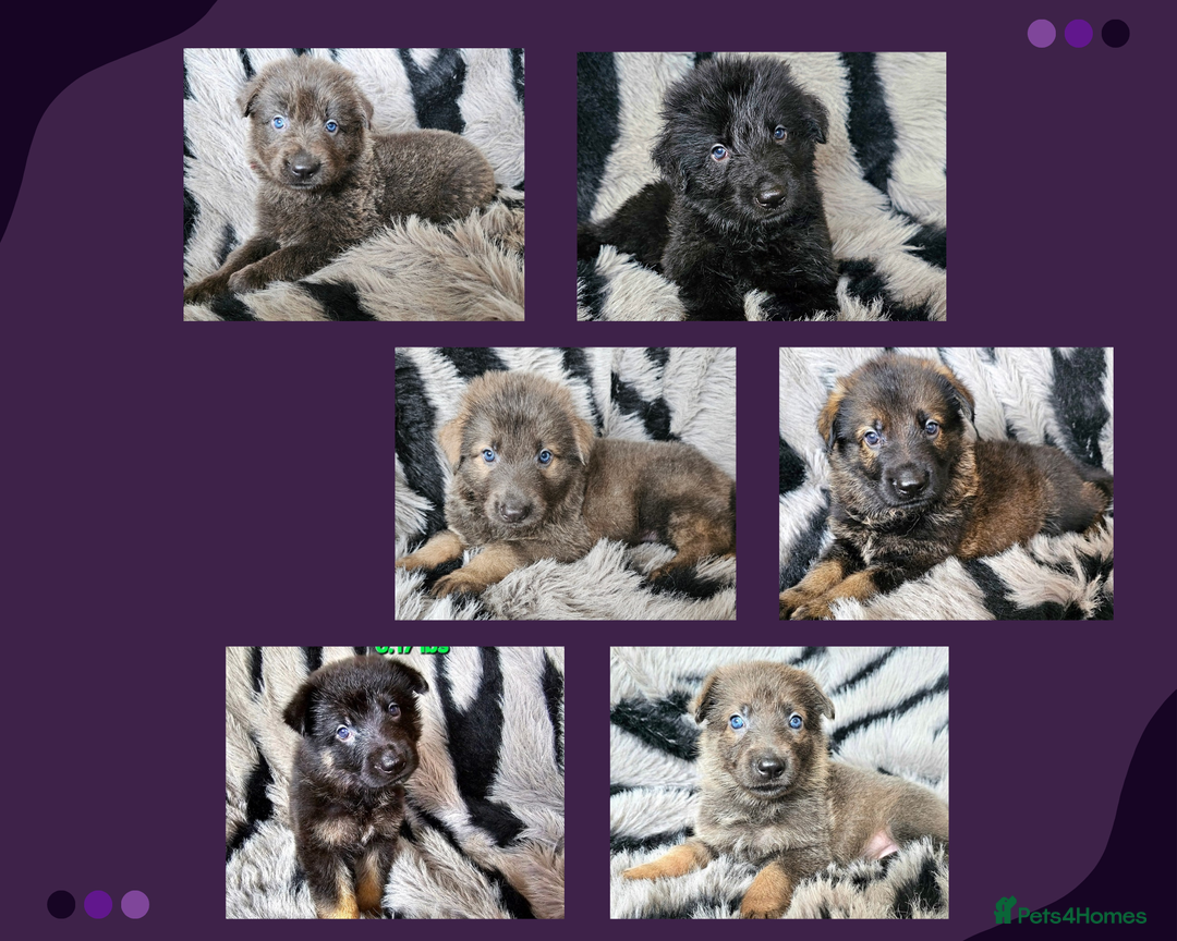 German Shepherd dogs for sale: 🔹️6 Health tested Pedigree gsp's available🔹️ - Image 1