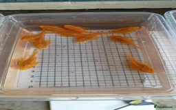 Plecos fish for sale: Lemon Blue eye's Bristlenose plecos  - Image 2