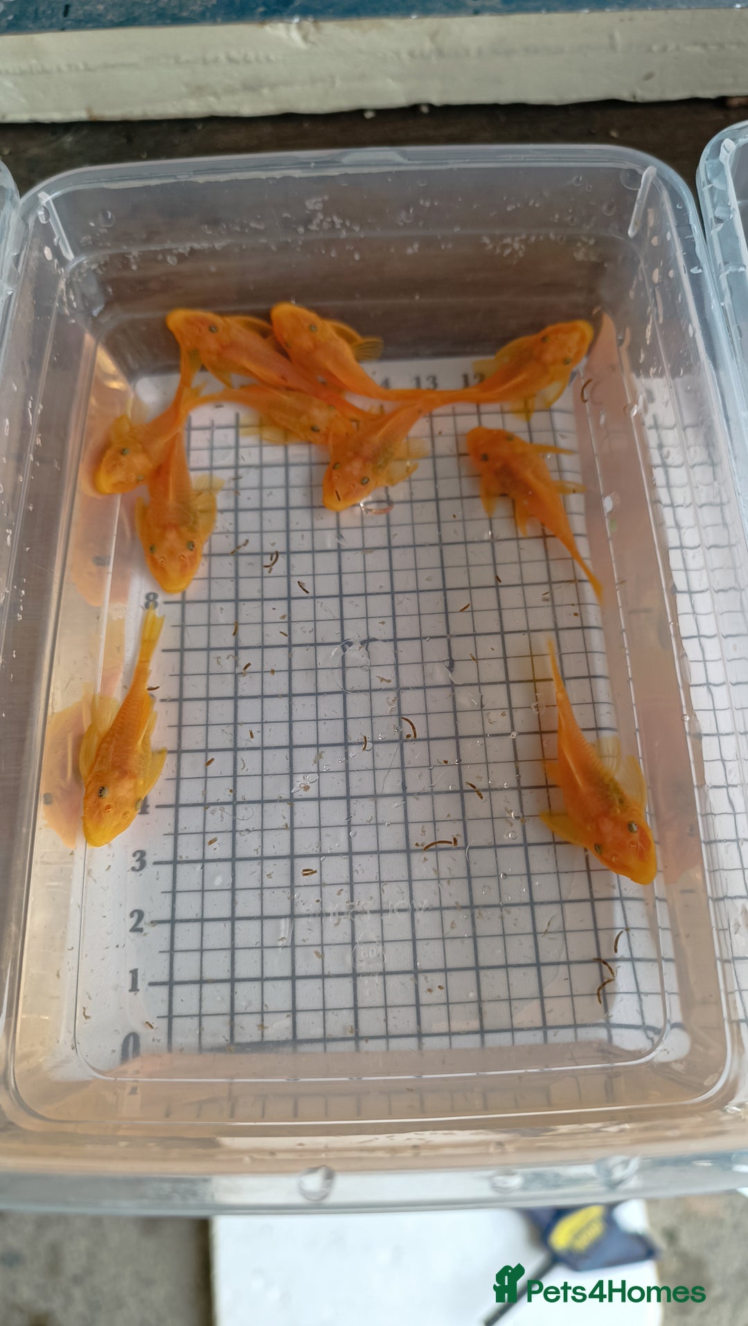 Plecos fish for sale: Lemon Blue eye's Bristlenose plecos  - Image 2