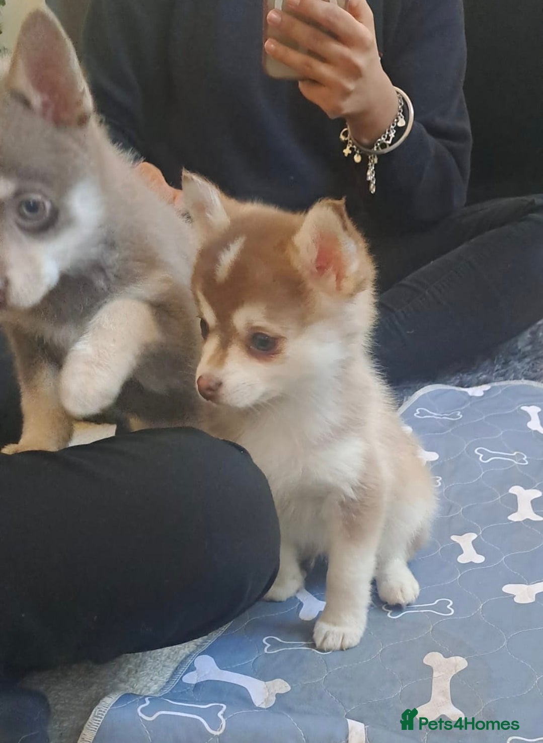 Pomsky dogs If Advert is up still available - F4 Pomsky pups i - Advert 2