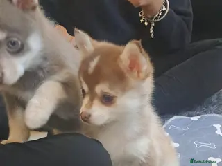 Pomsky dogs If Advert is up still available - F4 Pomsky pups i - Advert 2