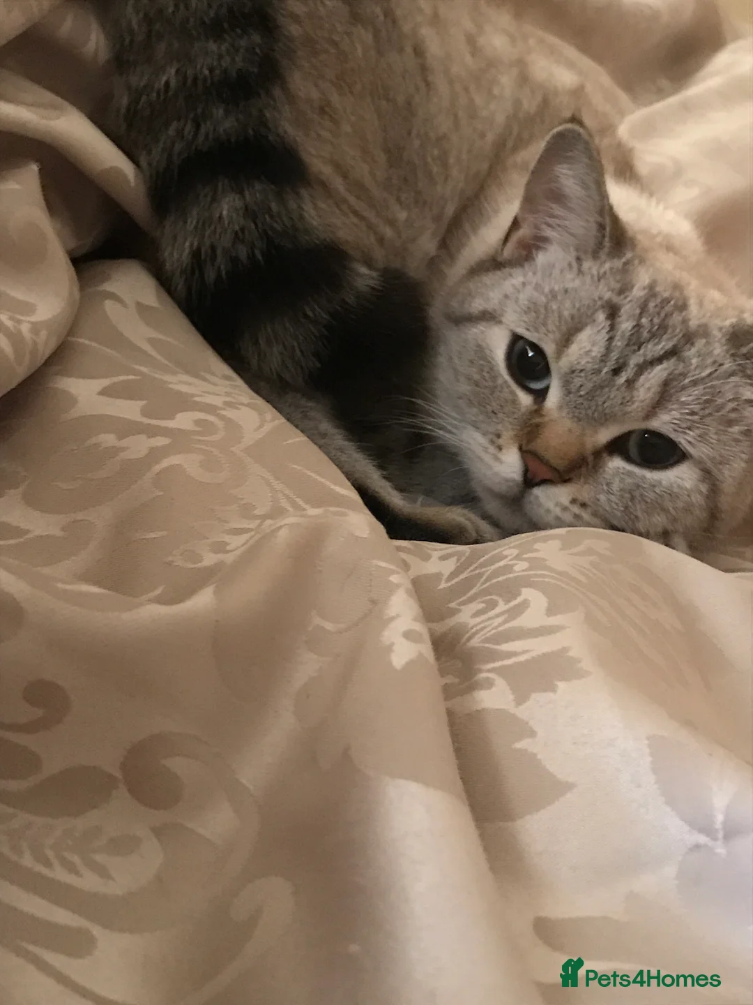 British Shorthair cats for sale: BRITISH SHORTHAIR MALE - Advert 10