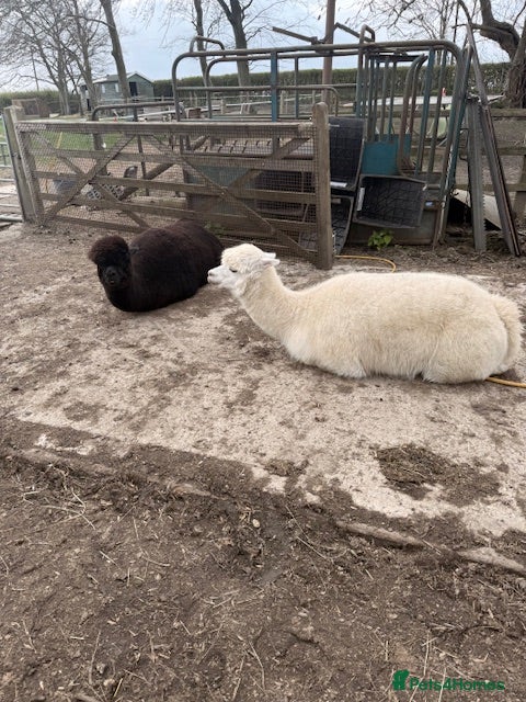 Alpaca livestock Alpacas - Advert 2